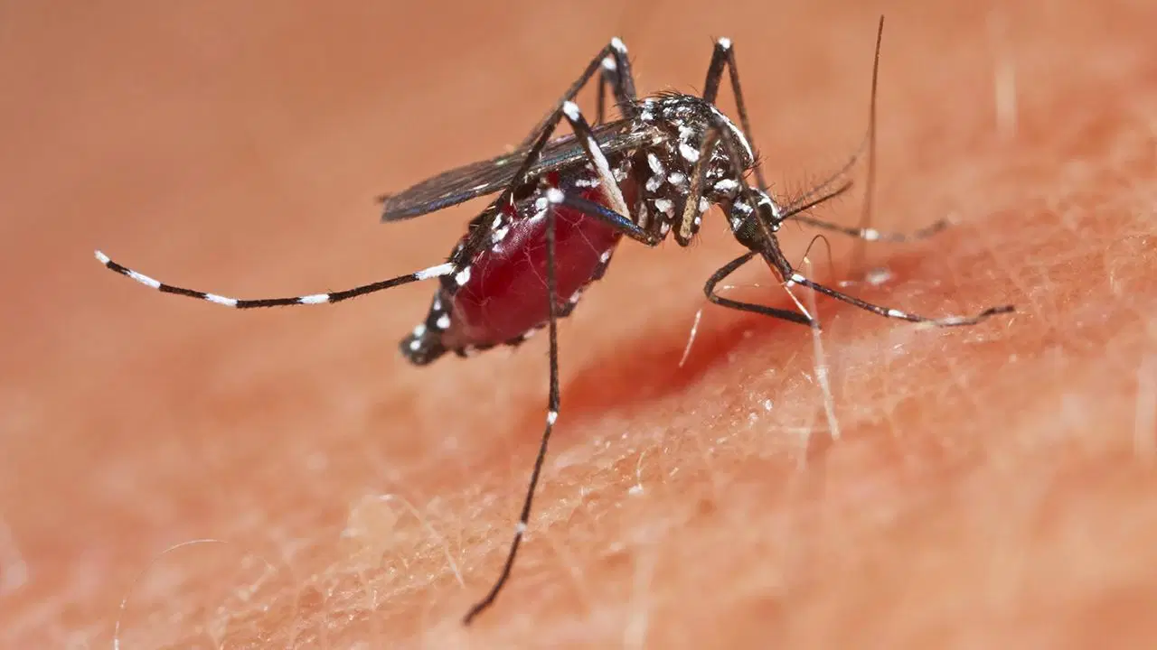 cinde 3 seviye acil durum ilan edildi 1714 chikungunya atesi vakasi CyukTWsV
