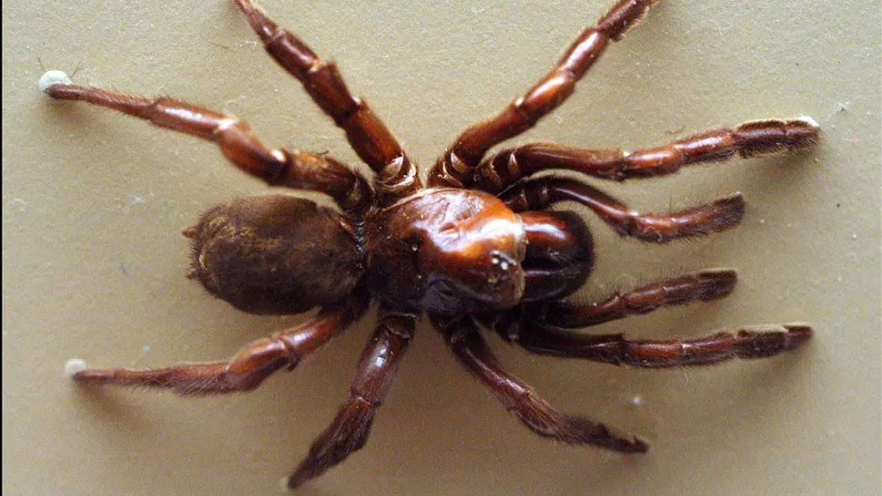 en uzun sure yasayan orumcek oldugu yasa inanamayacaksiniz lBEBprBW