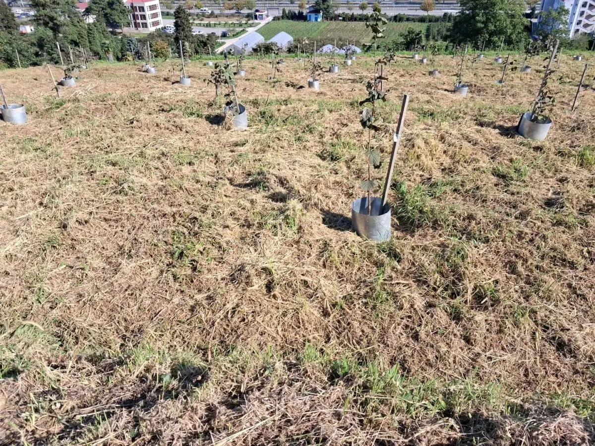 findikta verim ve kalite artisi sC6D115f.jpg