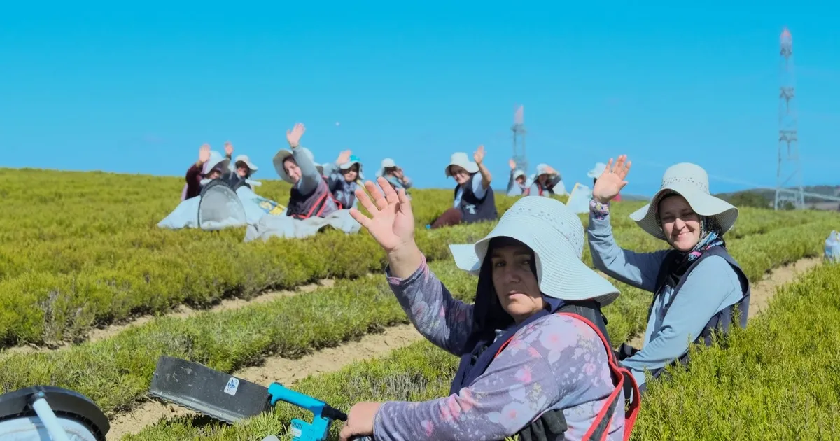 kocaelide 1140 dekarlik alanda biberiye zamani A434blRP