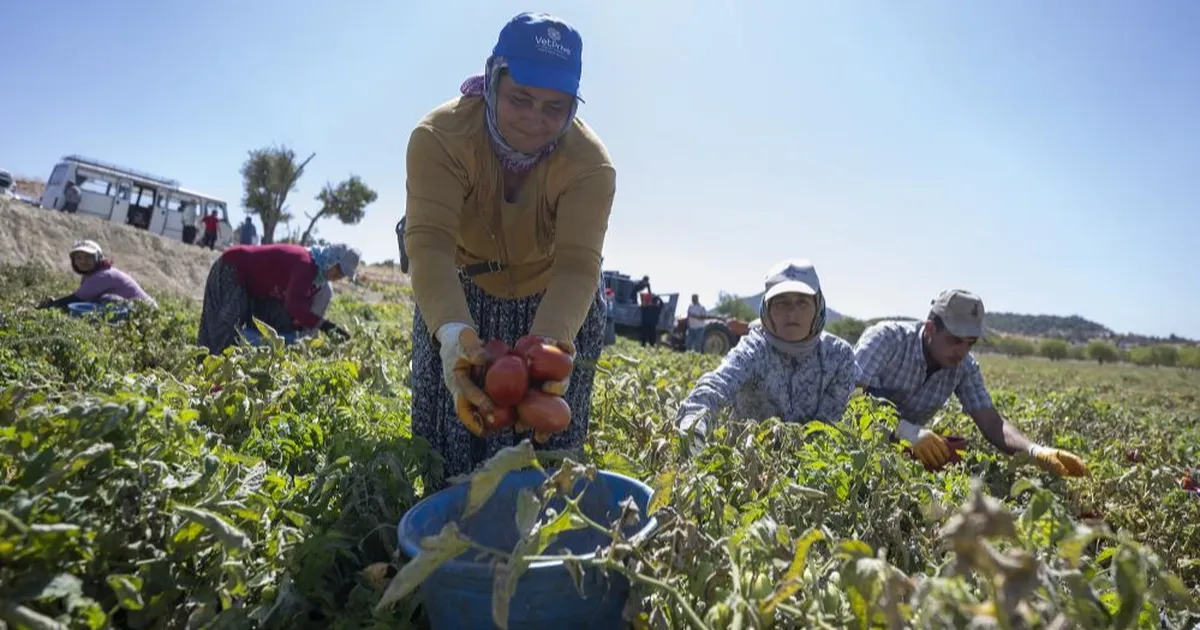 mersinde yuzde 70 hibeli domates fidesi destegi w5GhkK7u