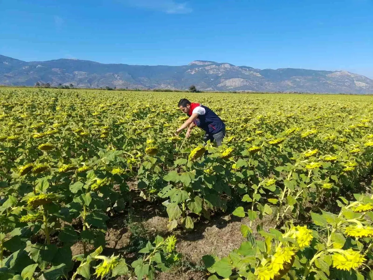 soke tarim mudurlugu 2025 desteklemeleri icin pamuk ve aycicegi saha calismalari yuruttu TCDQynw2.jpg