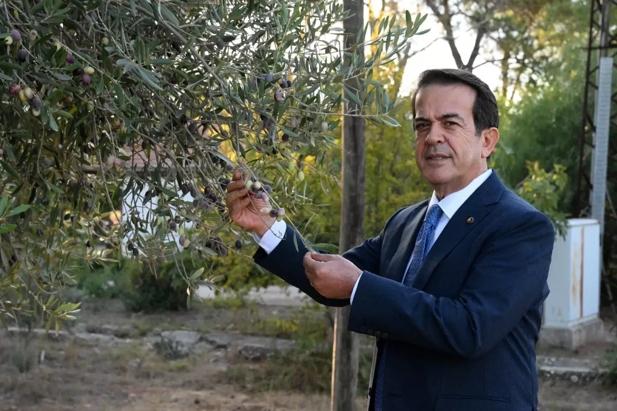 zeytinparkta asirlik zeytin agaclarindan 70 kilogram zeytin bekleniyor vz5ZsZBp