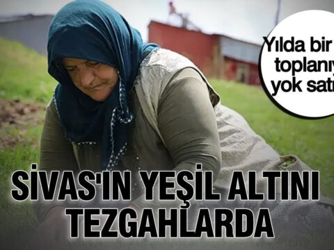 Sivasin yesil altini tezgahlarda yilda bir kez toplaniyor yok satiyor u2kUwNZ2